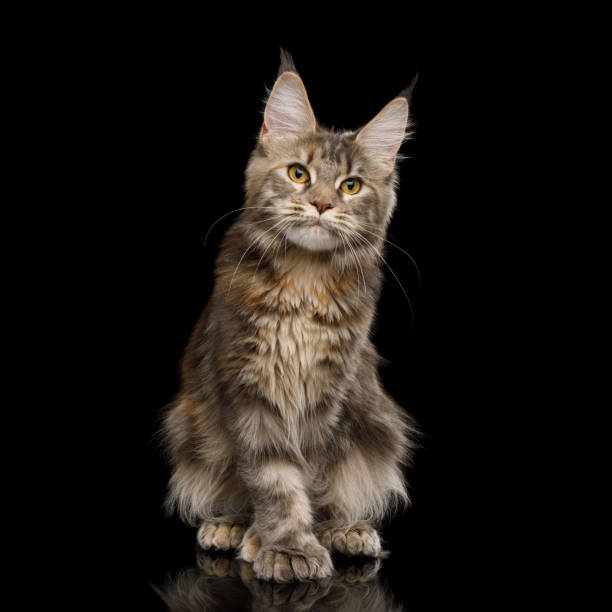 istock Huge Maine Coon Cat Isolated on Black Background 1163385602