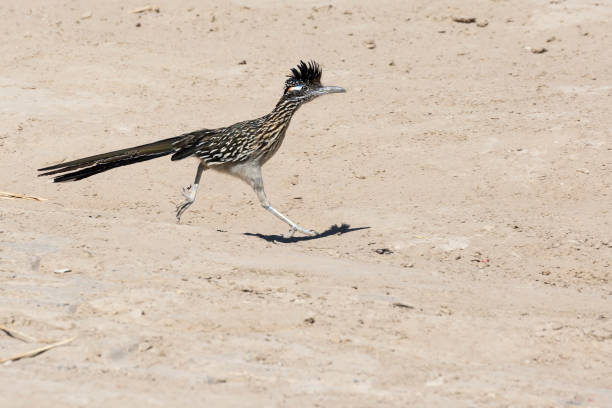 wild indo ao rio grande para pegar um copo de água no texas. - roadrunner - fotografias e filmes do acervo