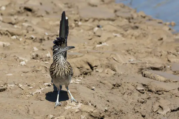 Wild roadrunner in Big Bend National Park going to the Rio Grande river to get a drink of water in Texas.