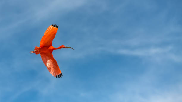 escarlate de ibis, pássaro - íbis escarlate - fotografias e filmes do acervo