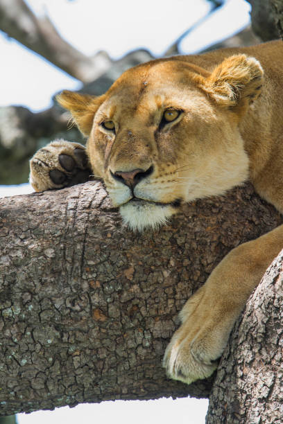 istock Lioness in a tree in Serengeti 1163387354