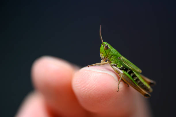 istock small green baby grasshopper suborder Caelifera sitting on finger 1163387356