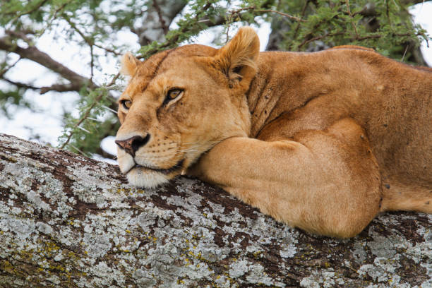 istock Lioness in a tree in Serengeti 1163387368