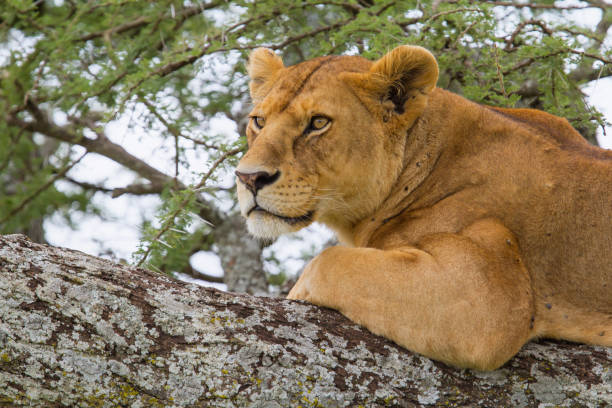 istock Lioness in a tree in Serengeti 1163387381