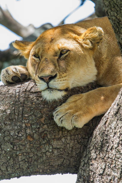 istock Lioness in a tree in Serengeti 1163387394