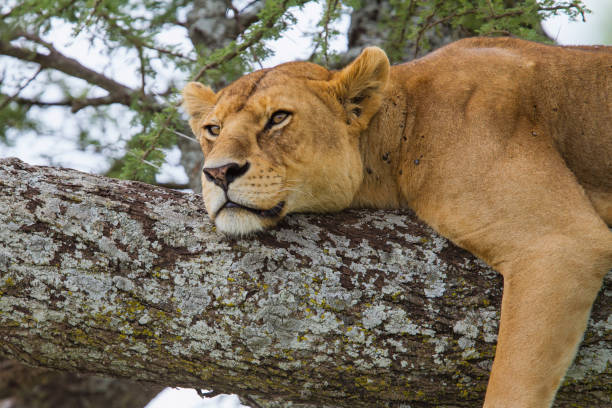 istock Lioness in a tree in Serengeti 1163387451