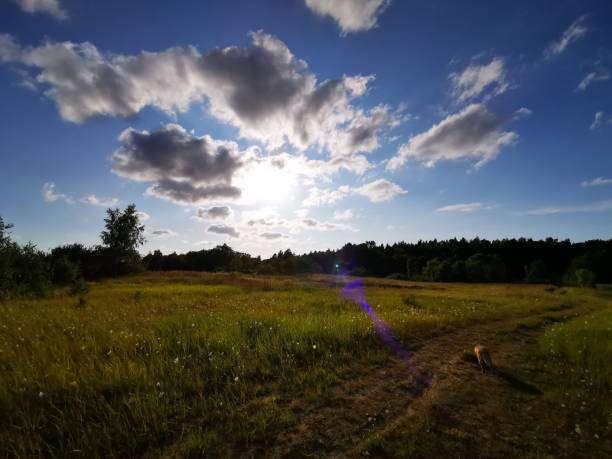 istock A beautiful green meadow in sunshine with blue sky and clouds 1163388433