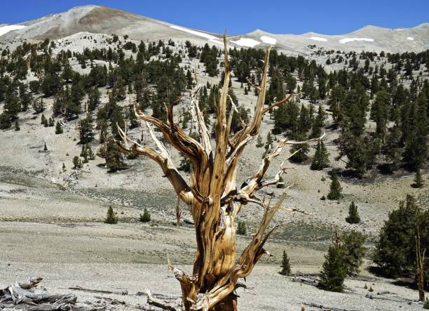 istock Patriarch Grove Zen 1163388482