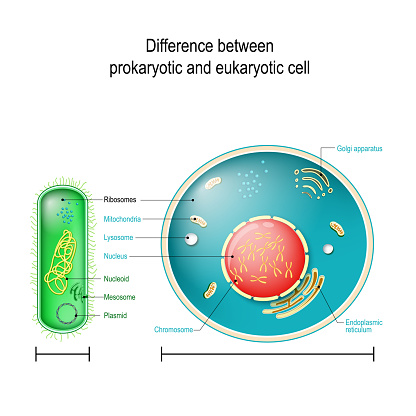 Prokaryote vs Eukaryote. Differences between Prokaryotic and Eukaryotic cells. vector diagram for education, medical, biological and science use
