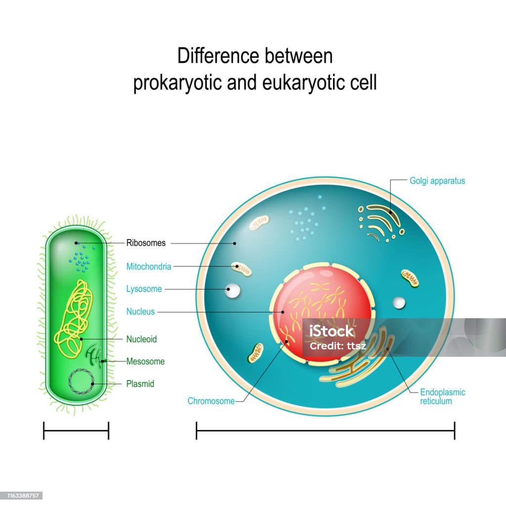Prokaryote vs Eukaryote. Differences between Prokaryotic and Eukaryotic cells Prokaryote vs Eukaryote. Differences between Prokaryotic and Eukaryotic cells. vector diagram for education, medical, biological and science use Eukaryote stock vector
