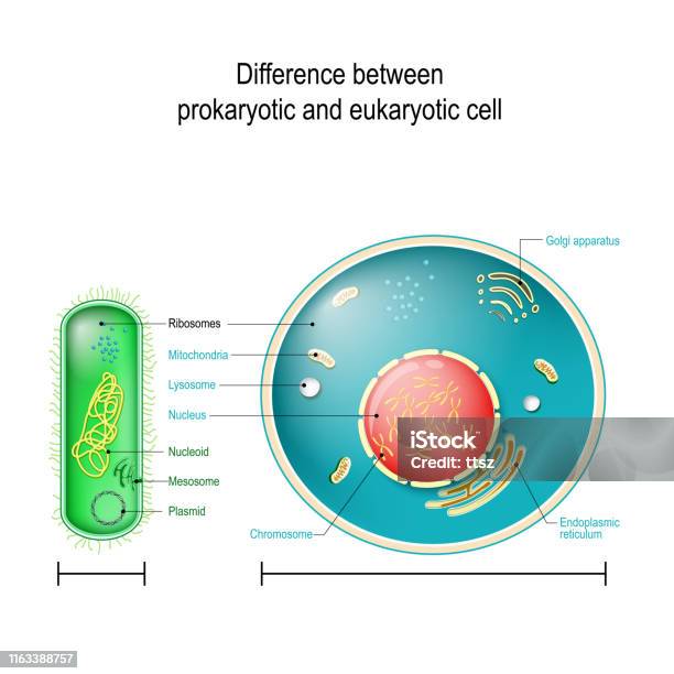 Prokaryote Vs Eukaryote Differences Between Prokaryotic And Eukaryotic Cells Stock Illustration - Download Image Now
