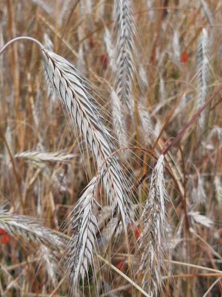 istock Ripe rye in close up on the acre 1163389621