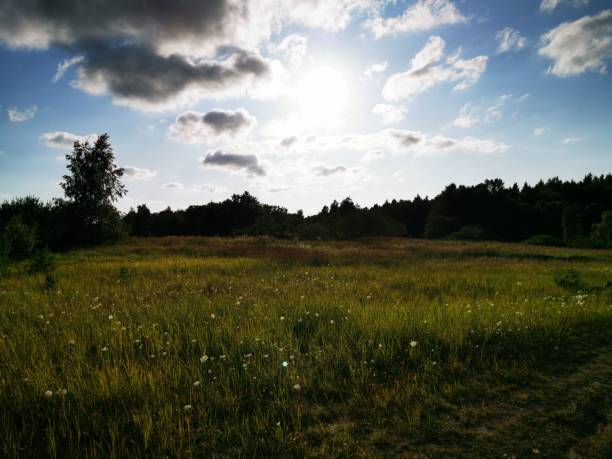 A beautiful green meadow in sunshine with blue sky and clouds