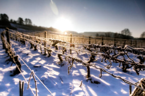 Jura Vineyard, free county, France Landscape of the Jura vineyards in winter. Snow covers the vines of the sloping vines of Montigny les Arsures. jura stock pictures, royalty-free photos & images