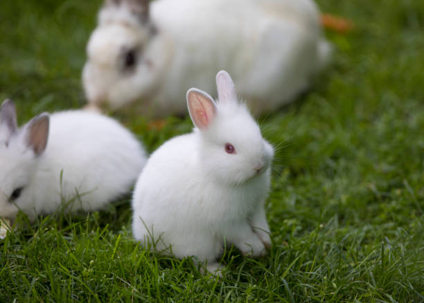 istock white rabbit eating carrot on the lawn 1163391444