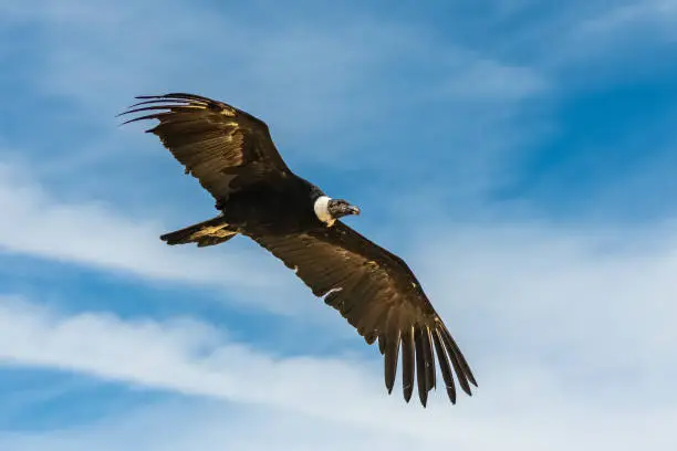 Andean Condor, Vultur gryphus, beautiful bird flying, portrait