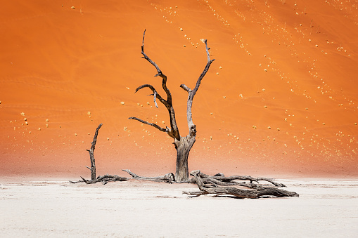 Dead old camelthorn tree in dry desert salt pan in front of huge orange Sand Dune. Sossusvlei, Dead Vlei, Namib Desert, Namibia, Africa.