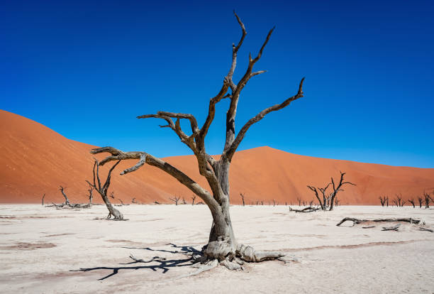 istock Dead Vlei Namib Desert Trees Namibia 1163392877