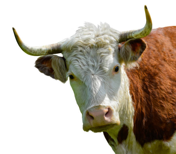 istock Cow Bull head isolated 1163392978