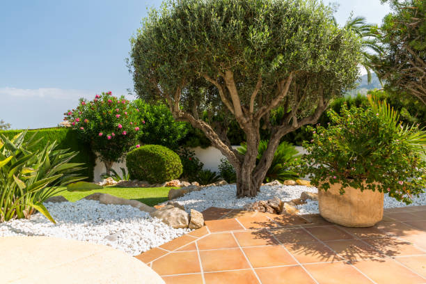 istock Mediterranean garden with olive tree, plants and garden path 1163394107