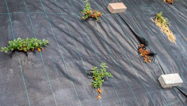 Weed protection with a weed tile