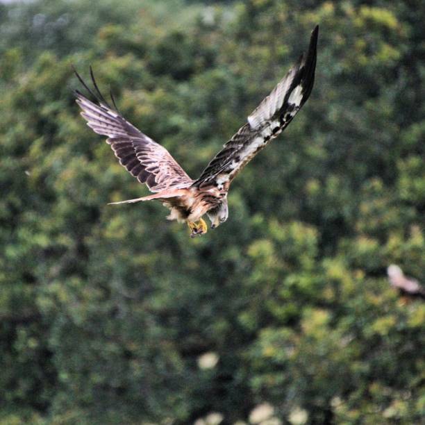 istock A picture of a Red Kite in flight 1163394797