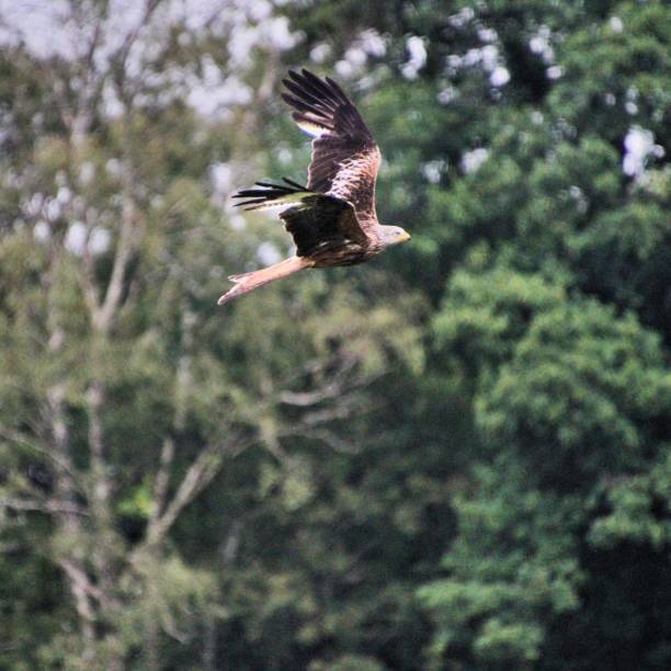 istock A picture of a Red Kite in flight 1163394801