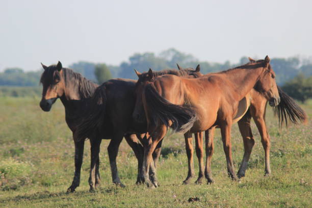 istock Wild Donkey in Nature Reserve 1163395165