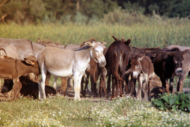 istock Wild Donkey in Nature Reserve 1163396424