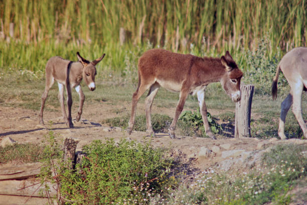 istock Wild Donkey in Nature Reserve 1163396487