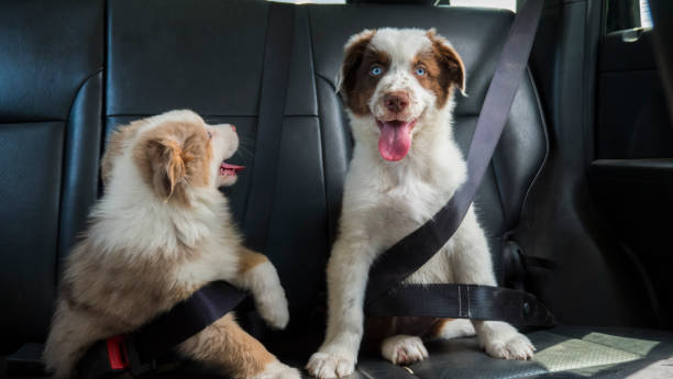 A couple of funny puppies travel in the car, wearing a seat belt. Dogs passengers stock photo