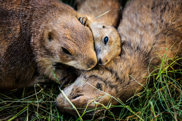 Close-up of prairie dogs family - two adults with a cub on the grass.