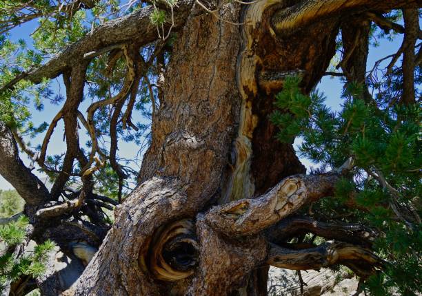 alte bristlecone-kiefer - bristlecone pine pine tree tree forest stock-fotos und bilder