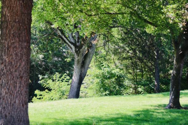 istock Let’s go to the park 1163397783
