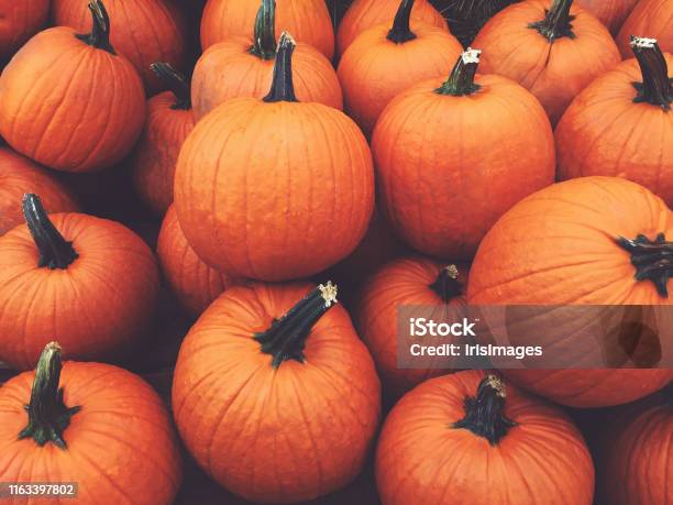 Fall Pumpkins Background Stock Photo - Download Image Now - Pumpkin, Halloween, Pumpkin Patch