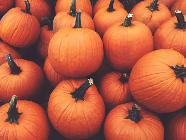 Pile of Fall Harvest Pumpkins Halloween and Thanksgiving Holiday Background