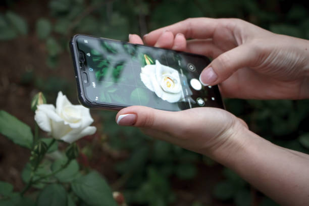 Close-up woman's hands making photo on smartphone white cream blooming rose, selective focus