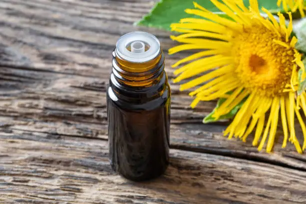 A dark bottle of elecampane essential oil with fresh blooming Inula helenium plant