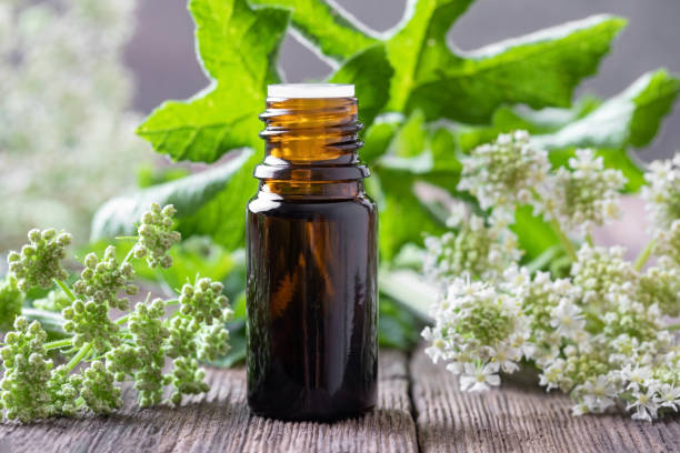 A bottle of angelica essential oil with fresh blooming Angelica archangelica A dropper bottle of essential oil with blooming Angelica archangelica plant angelica stock pictures, royalty-free photos & images