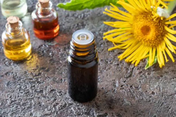 A bottle of elecampane essential oil with blooming Inula helenium plant