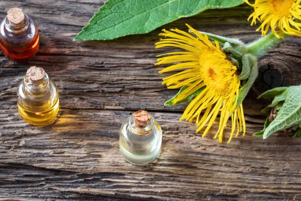 Bottles of essential oil with elecampane, or Inula helenium flowers on a table
