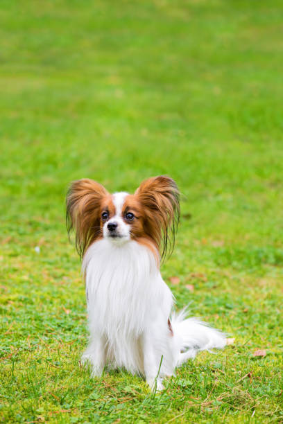 istock Portrait of a papillon purebreed dog 1163399382