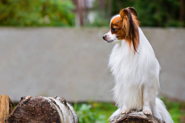istock Portrait of a papillon purebreed dog 1163399392