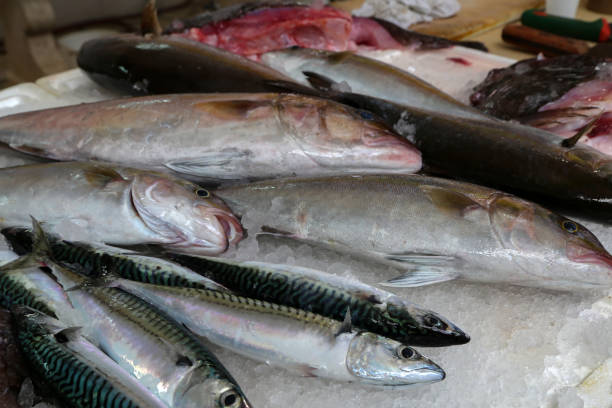 istock Different sea fish at a fish market in Croatia 1163399622