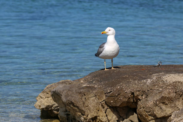 istock A sea gull sits on rocks near the shore 1163400487