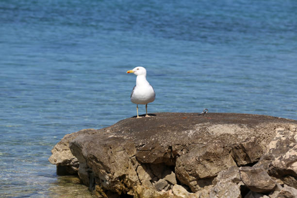 istock A sea gull sits on rocks near the shore 1163400505