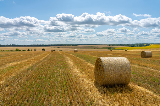 large rolls of straw lie on the harvested wheat field against the background of the Sunny blue sky
