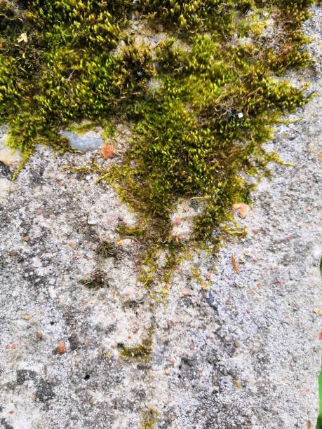 istock the surface of old concrete slab covered with green moss or algae 1163405012