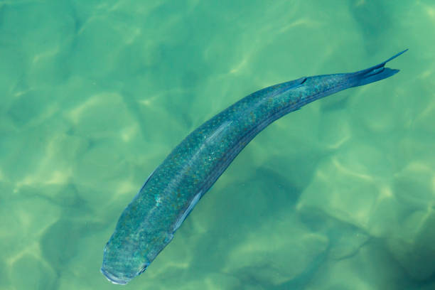 High angle view of flathead gray mullet fish in lights in shallow water