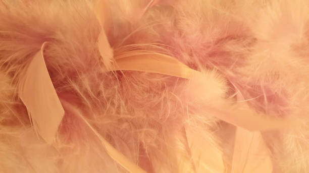 istock Fluffy feathers close-up makro background 1163409703
